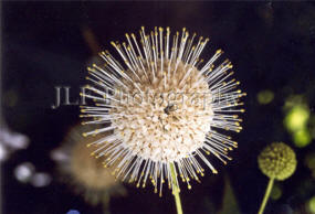 John Fuselier Photography