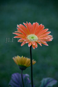 John Fuselier Photography