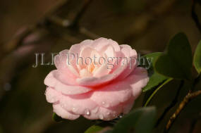 John Fuselier Photography
