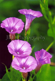 John Fuselier Photography