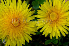 John Fuselier Photography