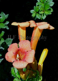 John Fuselier Photography