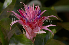 John Fuselier Photography