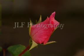 John Fuselier Photography