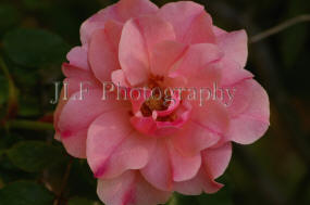 John Fuselier Photography