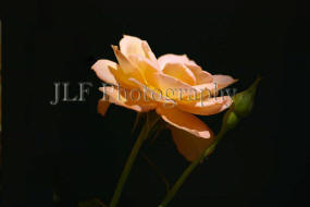 John Fuselier Photography
