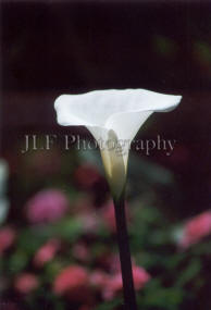 John Fuselier Photography