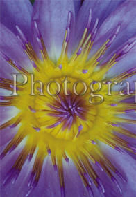 John Fuselier Photography