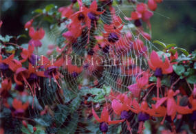 John Fuselier Photography