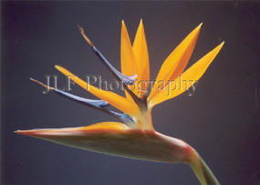John Fuselier Photography
