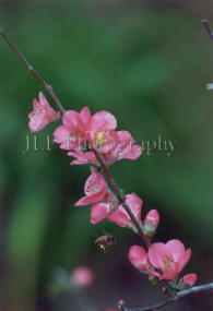 John Fuselier Photography