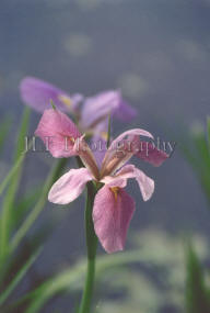John Fuselier Photography