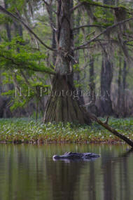 John Fuselier Photography