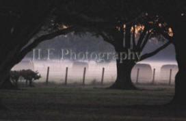 John Fuselier Photography