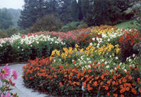 Fuselier flowers