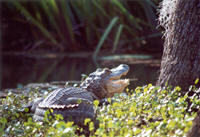 Fuselier Gators
