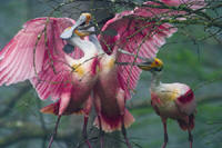 Fuselier Birds